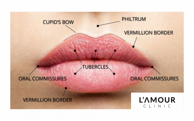 What Is The Inner Part Of The Lip Called