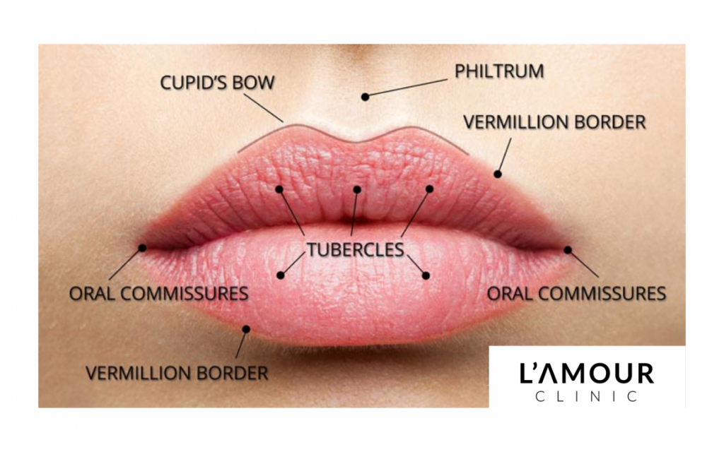 Itaca rastro hélice lip anatomy for fillers crimen Flexible Catedral